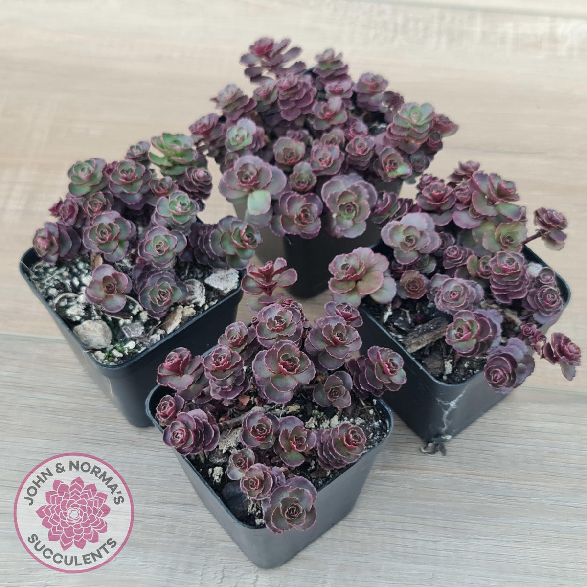 Sedum 'Dragon's Blood'