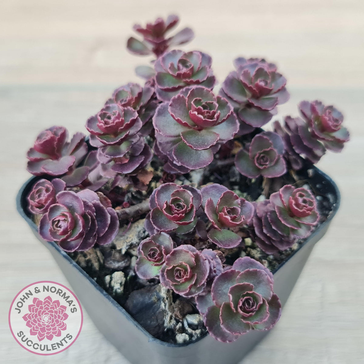 Sedum 'Dragon's Blood'