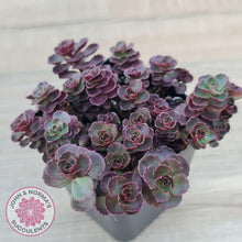 Load image into Gallery viewer, Sedum 'Dragon's Blood' - John & Norma's Succulents Australia