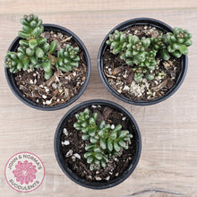 Load image into Gallery viewer, Sedum furfuraceum