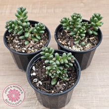 Load image into Gallery viewer, Sedum furfuraceum