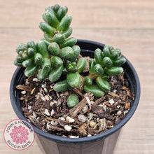 Load image into Gallery viewer, Sedum furfuraceum