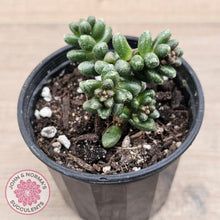 Load image into Gallery viewer, Sedum furfuraceum