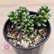 Load image into Gallery viewer, Sedum furfuraceum