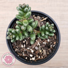 Load image into Gallery viewer, Sedum furfuraceum