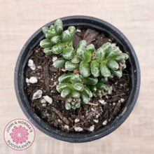 Load image into Gallery viewer, Sedum furfuraceum