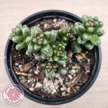 Load image into Gallery viewer, Sedum furfuraceum