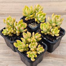 Load image into Gallery viewer, Sedum 'Golden Goddess'