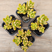 Load image into Gallery viewer, Sedum 'Golden Goddess'