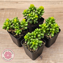 Load image into Gallery viewer, Sedum hernandezii - Green Turtles Eggs