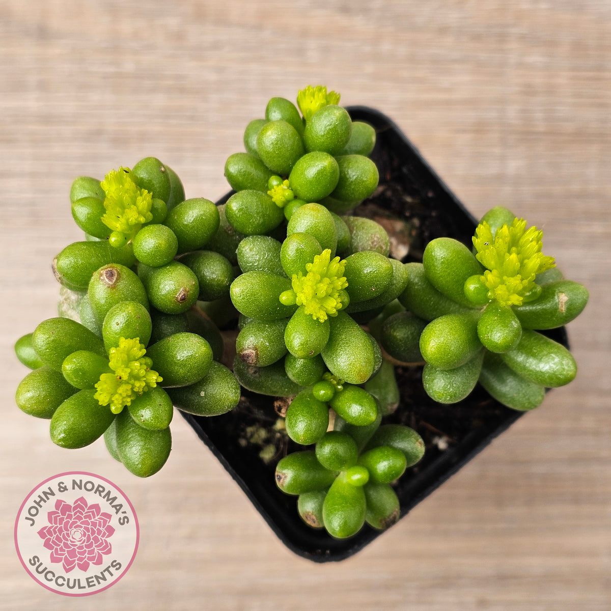 Sedum hernandezii - Green Turtles Eggs