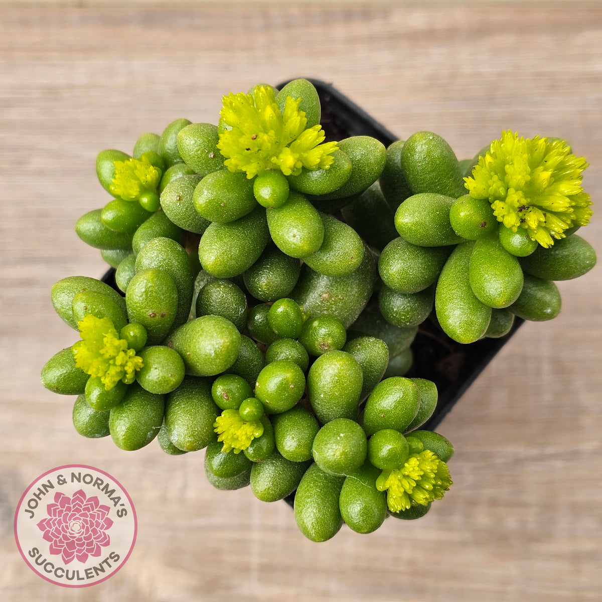 Sedum hernandezii - Green Turtles Eggs
