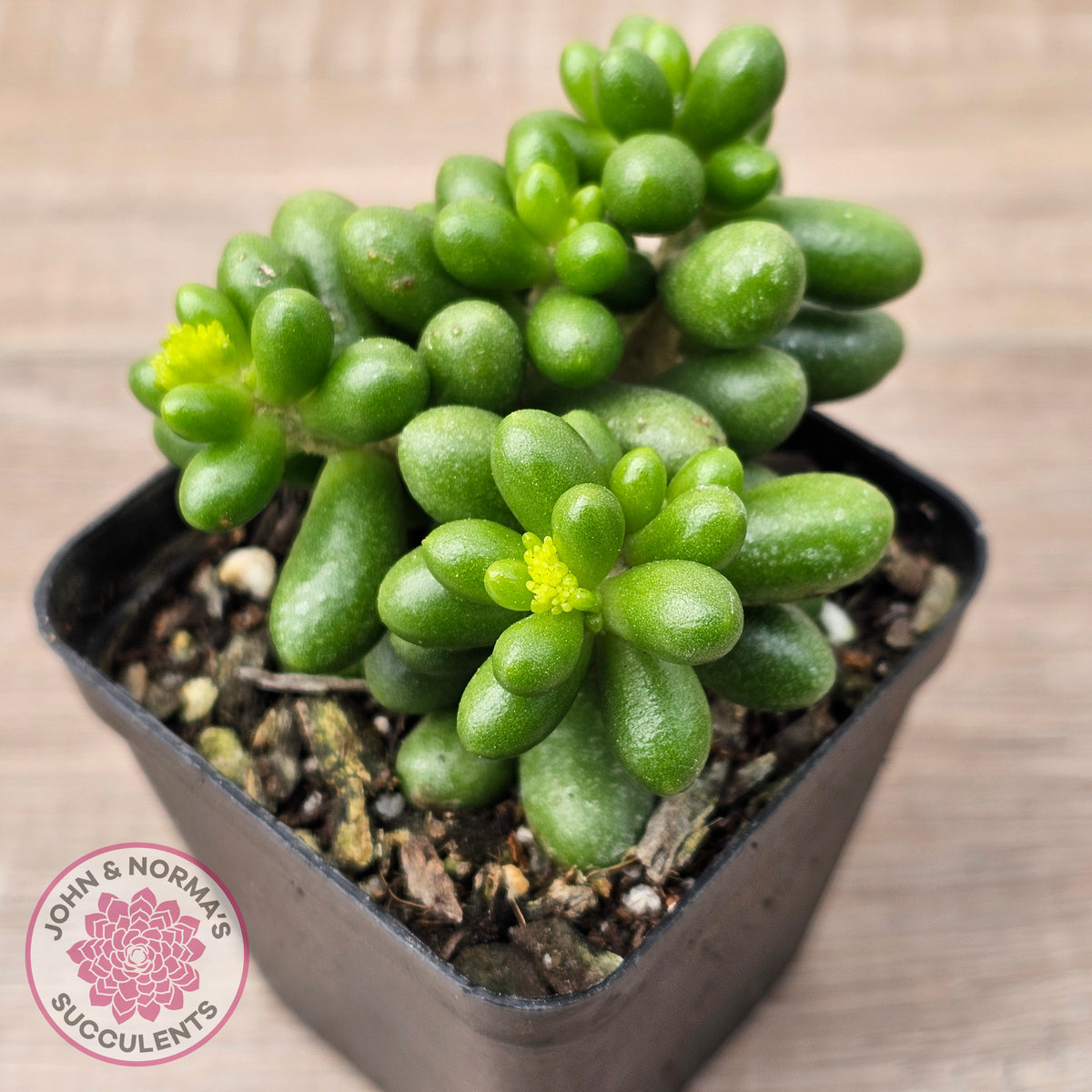 Sedum hernandezii - Green Turtles Eggs