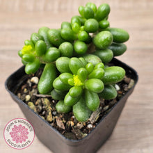 Load image into Gallery viewer, Sedum hernandezii - Green Turtles Eggs