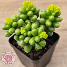 Load image into Gallery viewer, Sedum hernandezii - Green Turtles Eggs