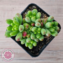 Load image into Gallery viewer, Sedum Jaspa