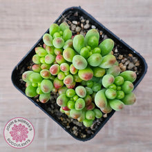 Load image into Gallery viewer, Sedum Jaspa