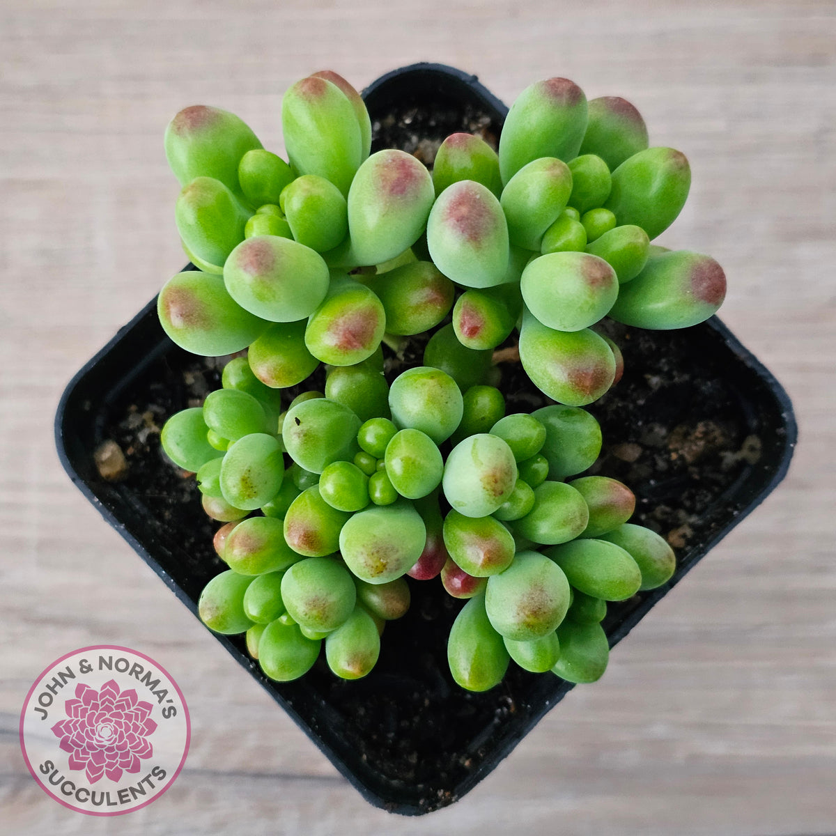 Sedum Jaspa
