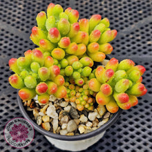 Load image into Gallery viewer, Sedum Jaspa