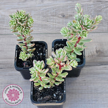 Load image into Gallery viewer, Sedum Joyce Tulloch Variegata