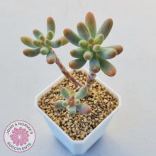 Load image into Gallery viewer, Sedum pachyphyllum 'Koigokoro'