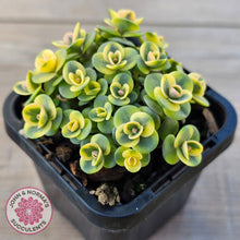 Load image into Gallery viewer, Sedum Lime Twister