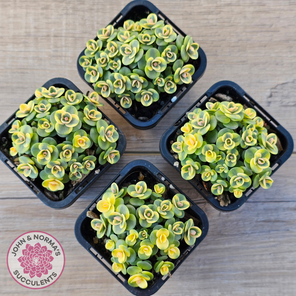 Sedum Lime Twister