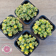 Load image into Gallery viewer, Sedum Lime Twister
