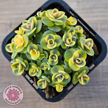 Load image into Gallery viewer, Sedum Lime Twister