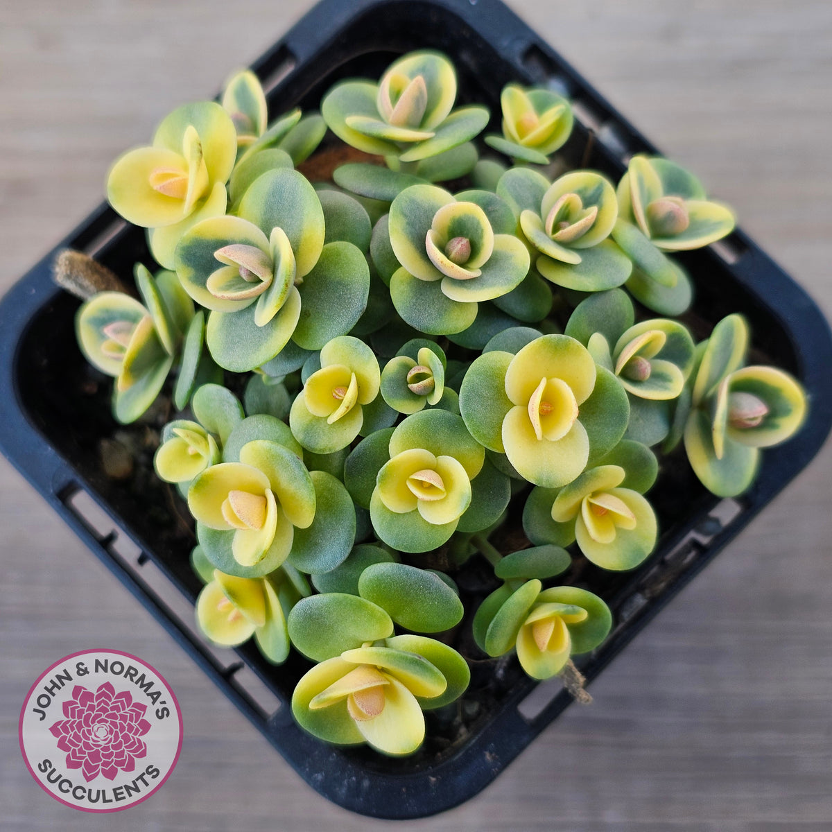 Sedum Lime Twister
