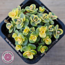 Load image into Gallery viewer, Sedum Lime Twister