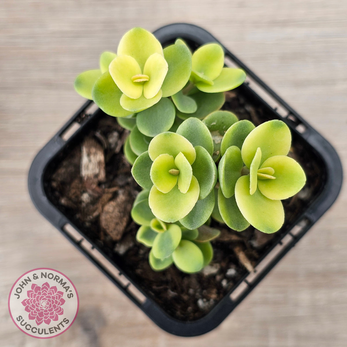Sedum Lime Twister