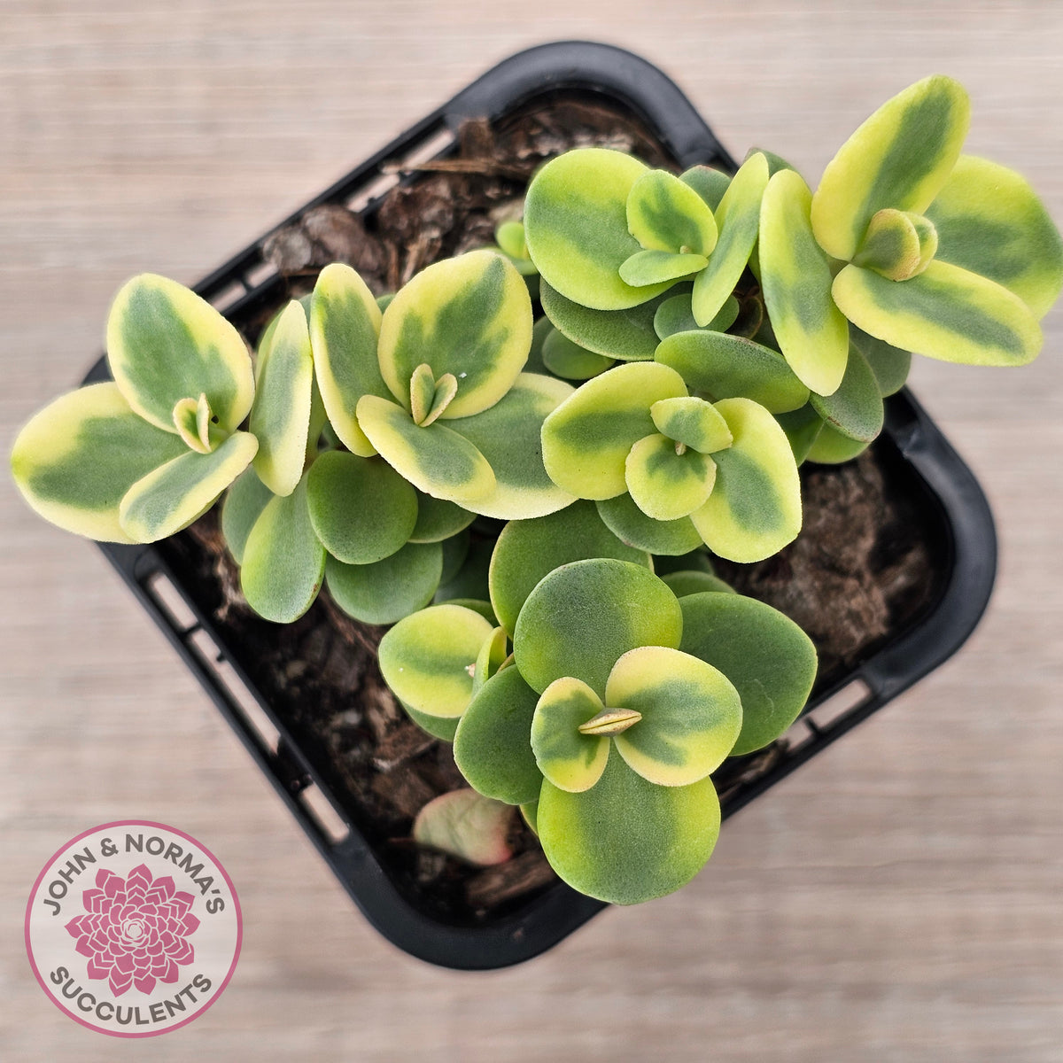 Sedum Lime Twister