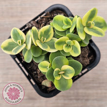Load image into Gallery viewer, Sedum Lime Twister