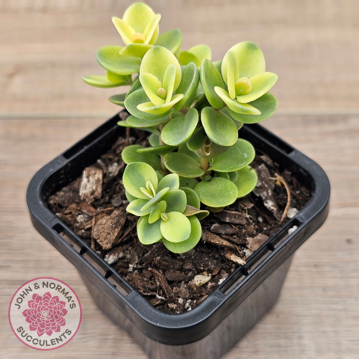 Sedum Lime Twister