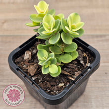 Load image into Gallery viewer, Sedum Lime Twister