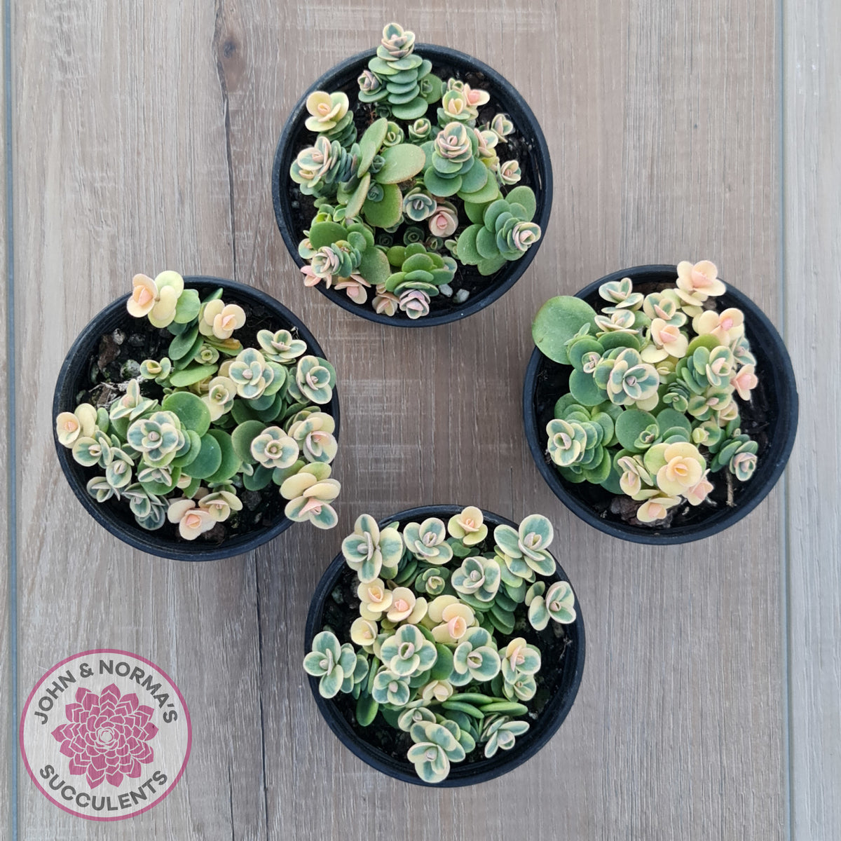 Sedum Lime Twister