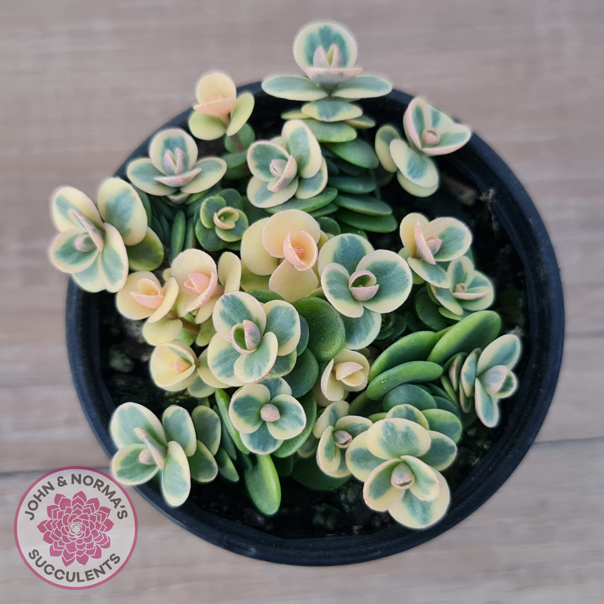 Sedum Lime Twister