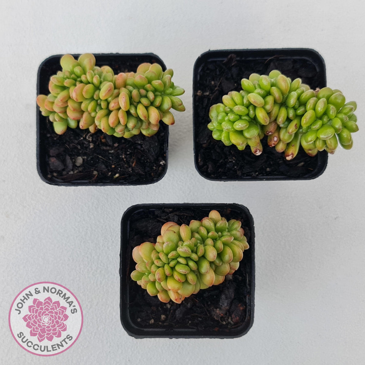 Sedum lucidum 'Obesum' Crested
