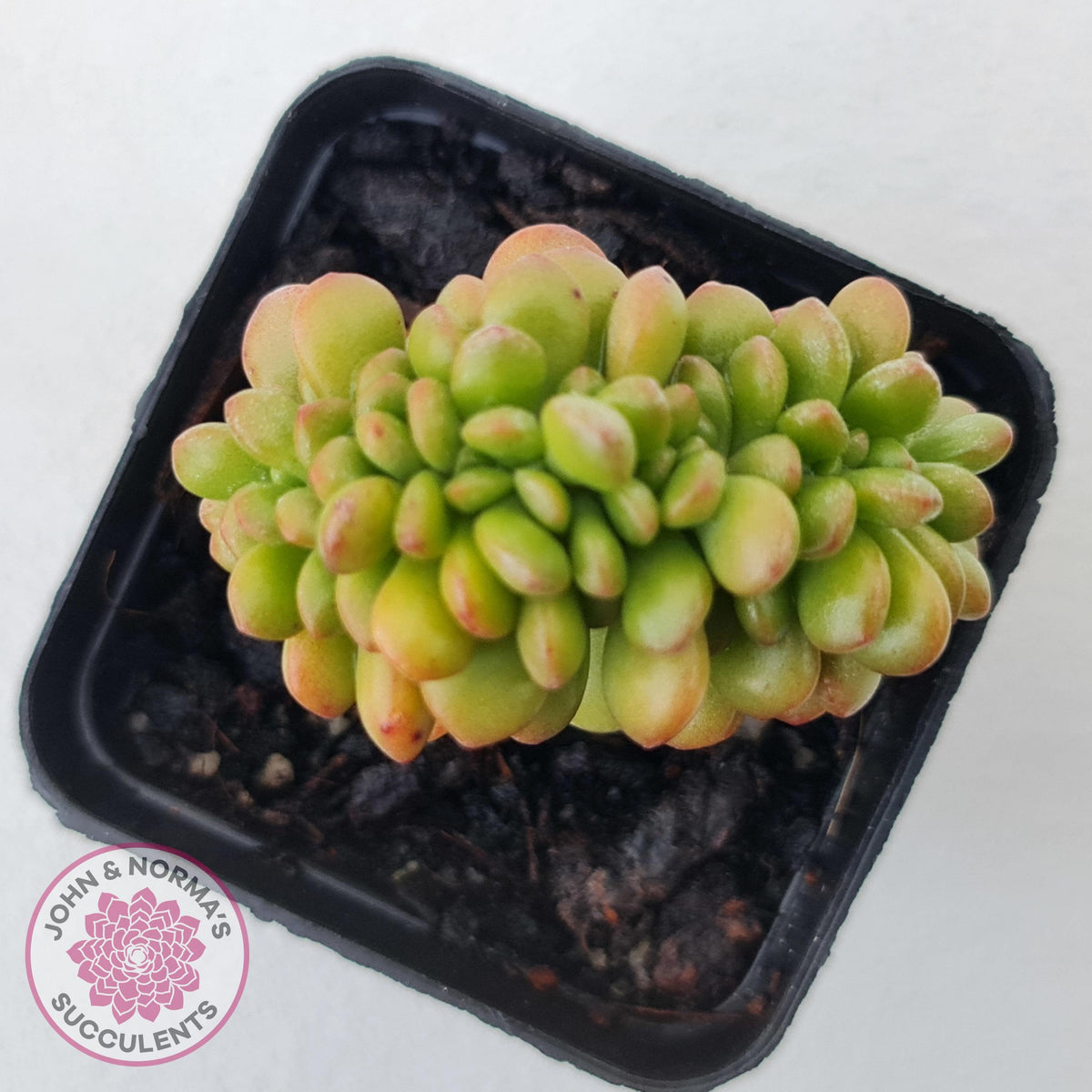 Sedum lucidum 'Obesum' Crested