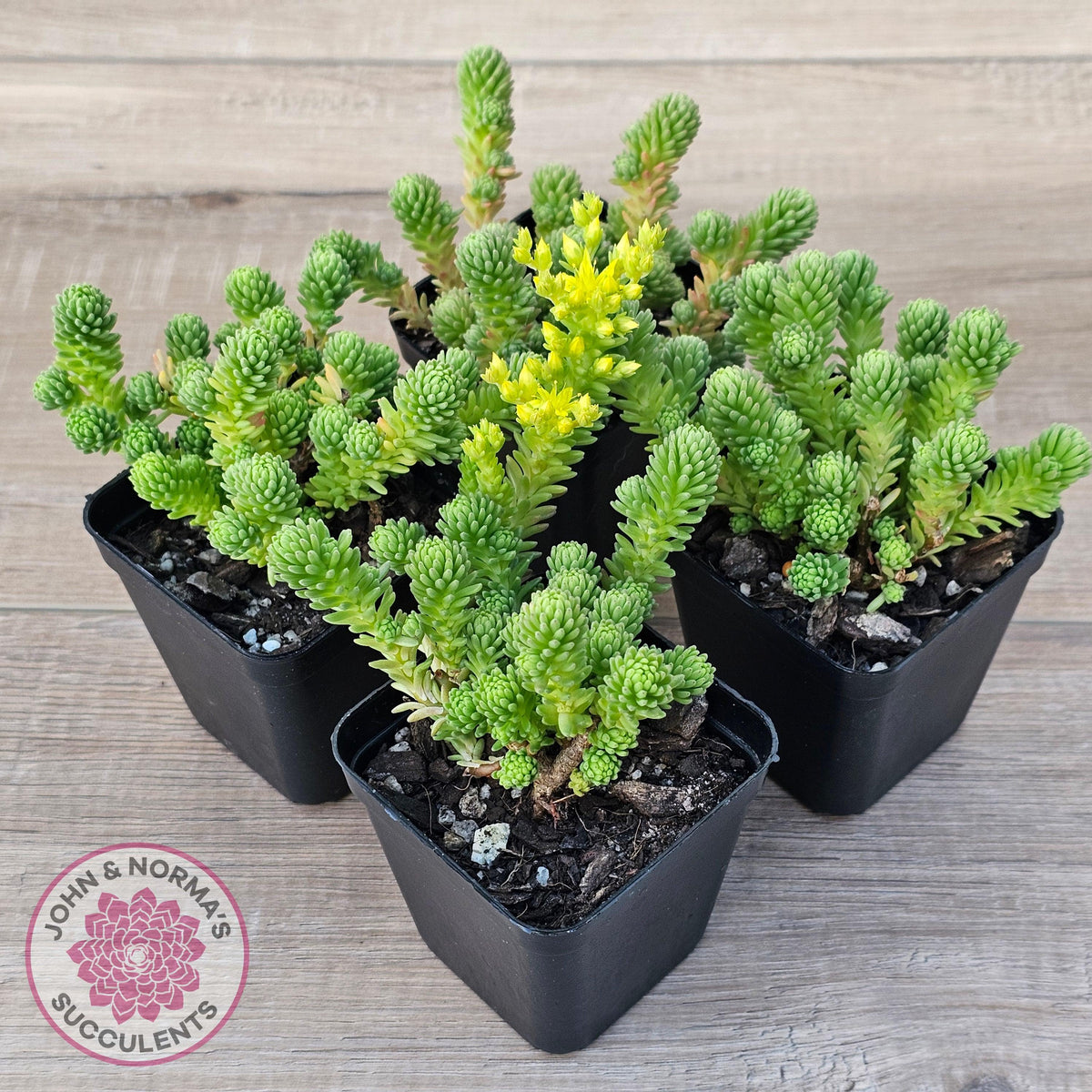 Sedum multiceps