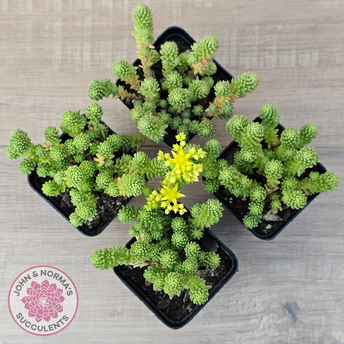Sedum multiceps