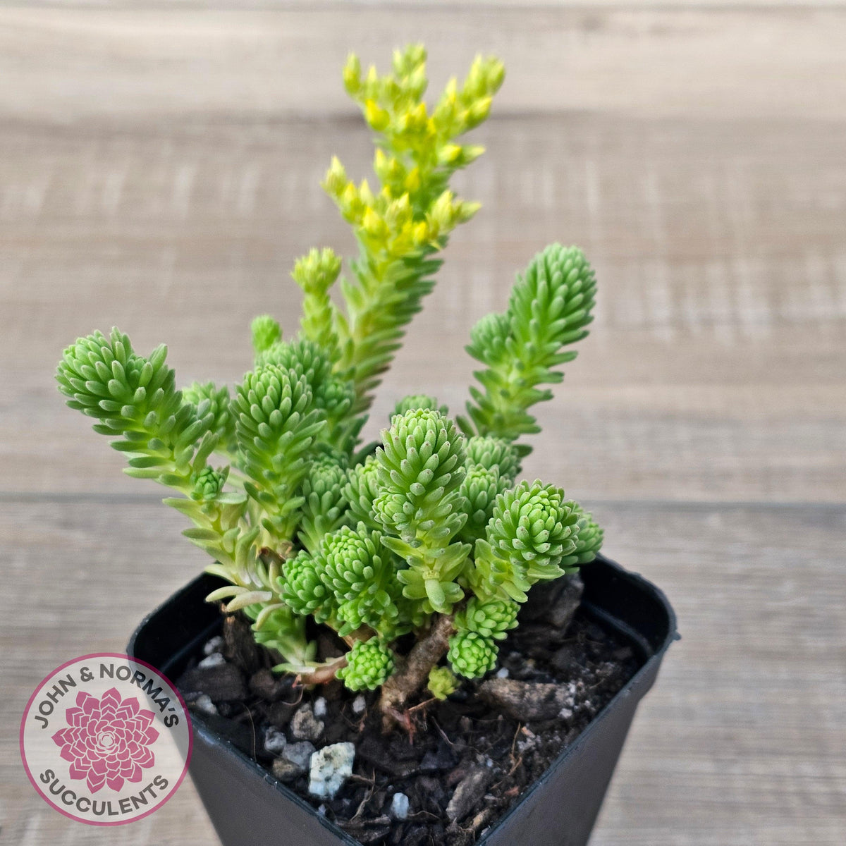 Sedum multiceps