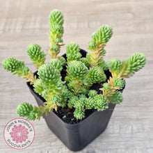 Load image into Gallery viewer, Sedum multiceps - John & Norma's Succulents Australia