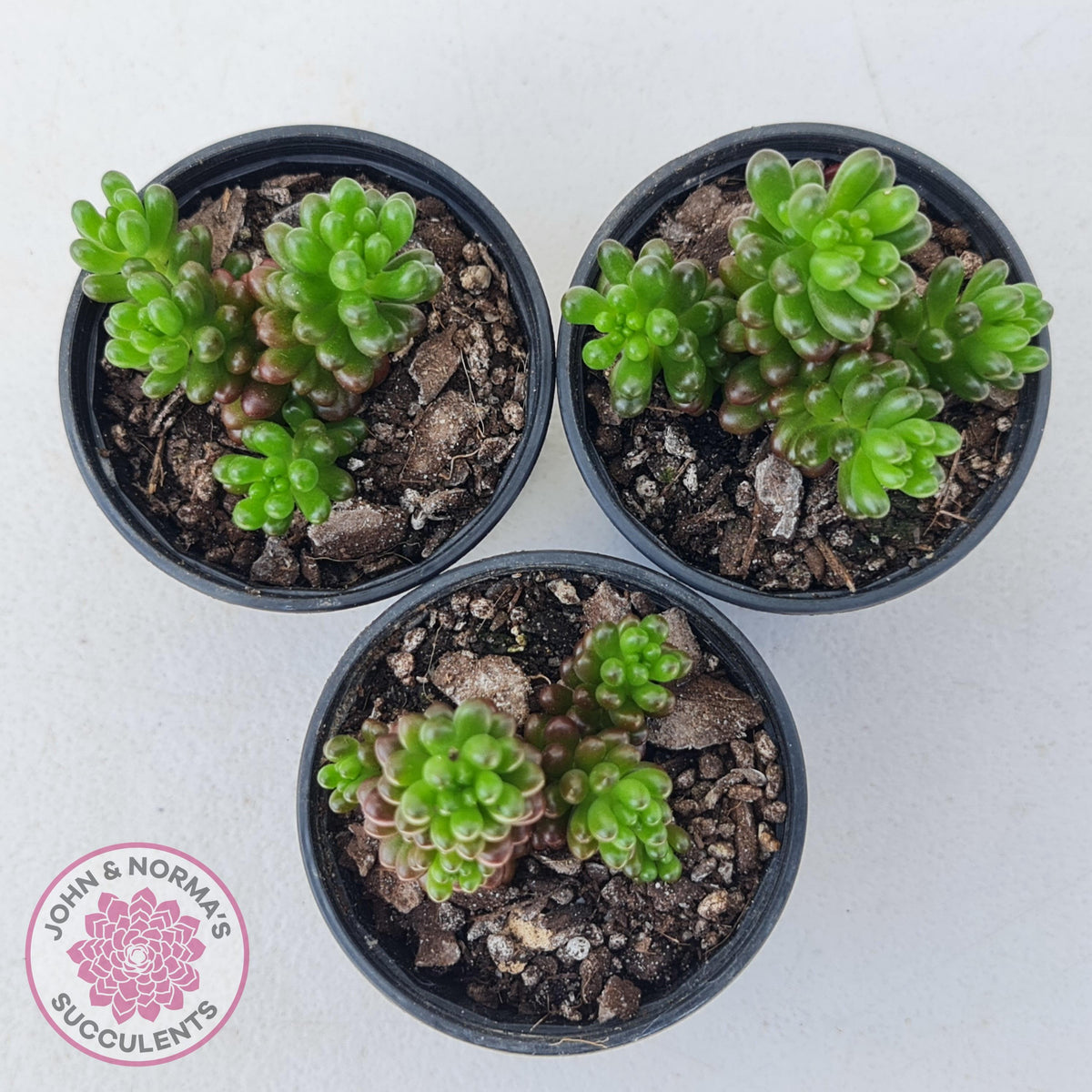 Sedum 'Red Berry'