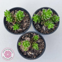 Load image into Gallery viewer, Sedum 'Red Berry' - John & Norma's Succulents Australia