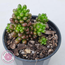 Load image into Gallery viewer, Sedum 'Red Berry' - John & Norma's Succulents Australia