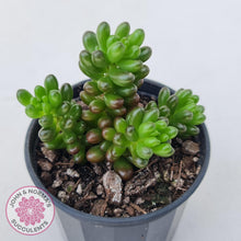 Load image into Gallery viewer, Sedum 'Red Berry' - John & Norma's Succulents Australia