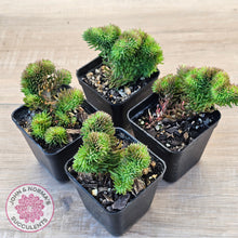 Load image into Gallery viewer, Sedum rupestre f. cristata