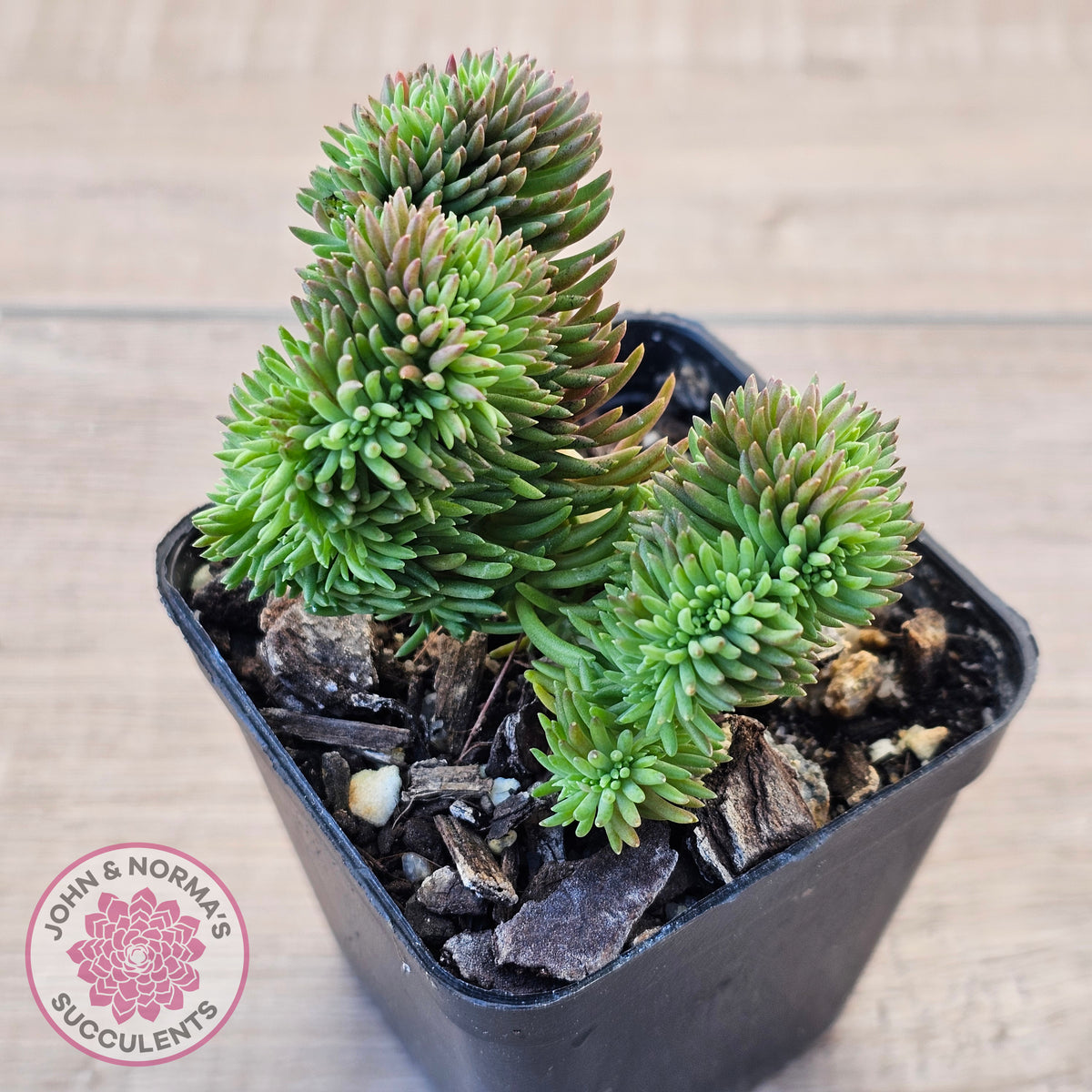 Sedum rupestre f. cristata